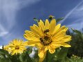 Zwei Bienen sammeln auf der Blüte einer Durchwachsenen Silphie Pollen und Nektar