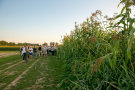 Besuchergruppe steht neben einem Sorghum-Feld