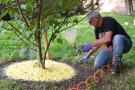 Mann trägt Mulchmaterial auf eine Baumscheibe auf.