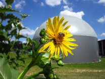 Eine gelb blühende Pflanze steht vor einer Biogasanlage. Auf der Blüte sitzt eine Biene.