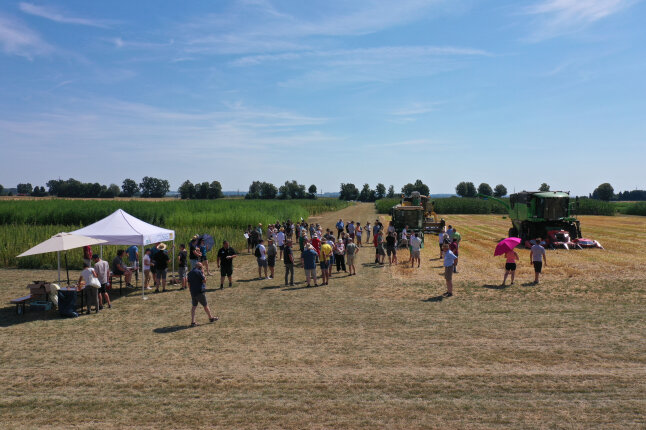 Die Besucher beim Hanf-Feldtag schauen der Ernte zu