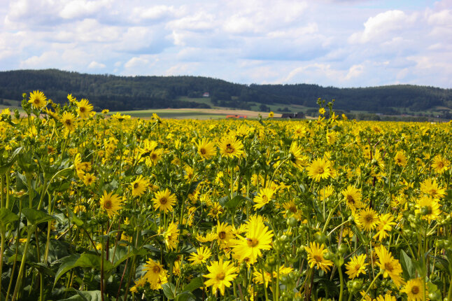 Zahlreiche Blumen mit Bienen auf einem Feld