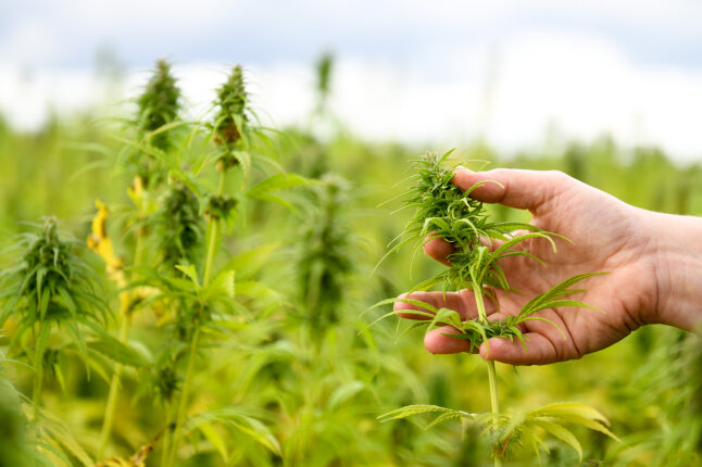 Person hält Hanfpflanze in der Hand.