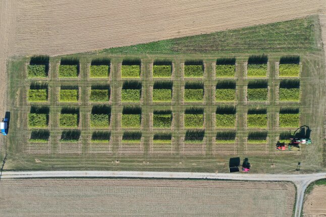  Drohnenaufnahme der Beerntung von Silphieparzellen inkl. Abfuhr des Häckselguts
