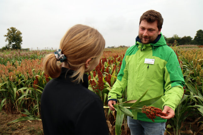 Menschen sprechen über die Sorghum-Pflanze