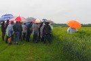 Trotz Dauerregen folgten die Besucher des Feldtags interessiert den Erläuterungen der Versuchsführung.