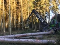 Holzvollernter bei Fällarbeiten 