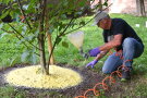 Projektmitarbeiter spritzt mit oranger Trichterdüse gelbliches Material kreisrund am Fuße eines jungen Stadtbaums.