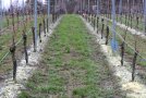 Im Weinberg verlaufen die Reben von unten noch oben und die Reihen sind mit einem gelblichen Materialstreifen am Boden abgedeckt.