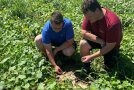 Zwei Männer mit blauen und rotem T-Shirt begutachten hockend Gurkenpflanzen am Feld