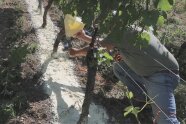 Ein Projektmitarbeiter sprüht gelbes Material am Boden von Rebstöcken im Weinberg