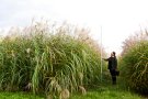 Eine Frau misst, wie hoch das Elefanten-Gras ist.