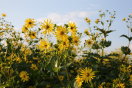 Gelbe Blütenpflanzen mannshoch vor blauem Himmel