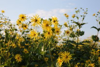 Gelbe Blütenpflanzen mannshoch vor blauem Himmel